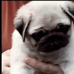 Pug Puppies from Pickwick Pugs