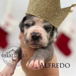 Alfredo - Harlequin male Great Dane puppy in Sac City, Iowa from Northern Great Danes of Colorado & Iowa