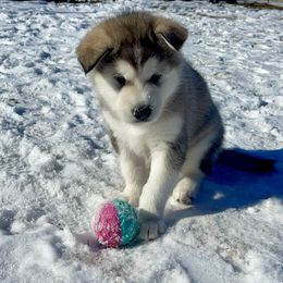 Alaskan Malamute Puppies from Fawn River Malamutes