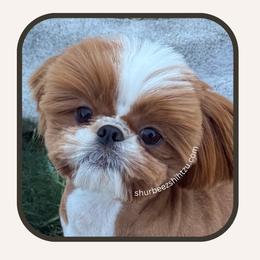 Miss Honey - Shih Tzu