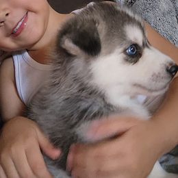 Pomsky Puppies from Peoria Pomskies