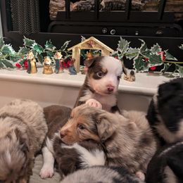 Australian Shepherd Puppies from Riley's Paw Pals