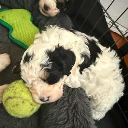 Joseph - Black and white male Bernedoodle puppy in Hays, Kansas from Pine Street doodles