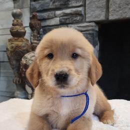 Blue boy golden Retriever - Golden male Golden Retriever puppy in Howell, Michigan from Robbin's Treasures