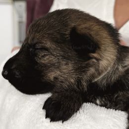 Ocean - Sable female German Shepherd puppy in Sonora, California from Elite Haus K9