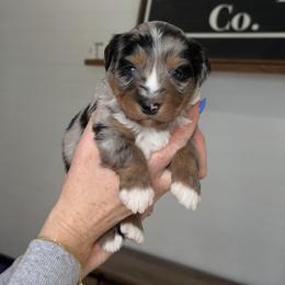 Alani - female Australian Mountain Doodle puppy in Spanish Fork, Utah from Little Puppy Co.