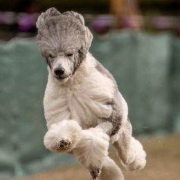 Poodles from Wagnarok Poodles
