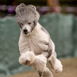 Poodles from Wagnarok Poodles