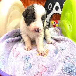 McGraw (Tim) - Blue male Border Collie puppy in Richland Hills, Texas from Bordercollieblues