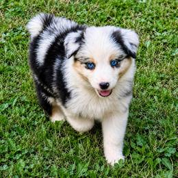 Fig - Blue merle male Australian Shepherd puppy in Howardsville, Virginia from Spectacular Aussies and Cavaliers
