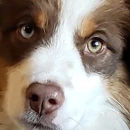 Aussiedoodles, Bernedoodles, and Poodles from Awesome Paws