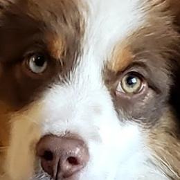 Aussiedoodles, Bernedoodles, and Poodles from Awesome Paws