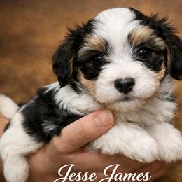 Boy 3 - male Havanese puppy in Kinston, North Carolina from Colhaven Havanese