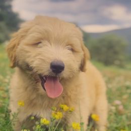Tansy - Cream male Goldendoodle puppy in Clinton Township, New Jersey from Harmony Goberians