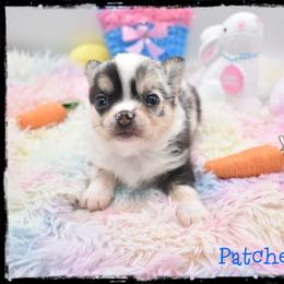 Patches - Merle male Chihuahua puppy in Demorest, Georgia from Sourpatch Chihuahuas