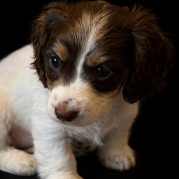 Giselle 3000.00 RTG March 13 - Chocolate and tan female Dachshund puppy in Albany, Wisconsin from Deglow’s Doxies