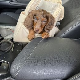 Dachshund Puppies from ♥ MDachs ♥