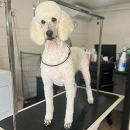Luna - Poodle