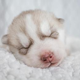 Siberian Husky Puppies from North River Siberians