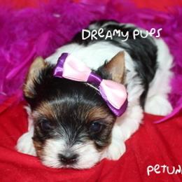 AKC Petunia Baby Doll Face - Black tan and white female Biewer Terrier puppy in Kennesaw, Georgia from Dreamy Pups