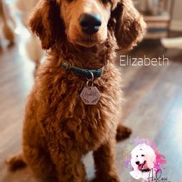 Poodle Puppies from Aglow Standard Poodles