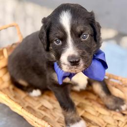 Dark blue - Black tri male Miniature Australian Shepherd puppy in 32046, Florida from River Hill Ranch