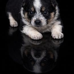 Pride - Black tri female Miniature Australian Shepherd puppy in Missouri from Country Legends Aussies & Corgis