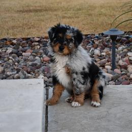 Cedar - Blue merle male Australian Shepherd puppy in Stephenville, Texas from Rockin B Australian Shepherds