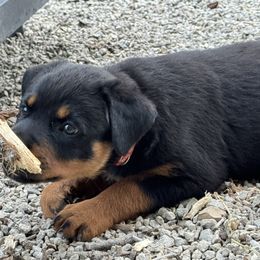 Rottweiler Puppies from Cross Creek Rottweilers