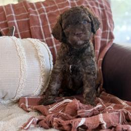 Wilson Family's Tee - Sable female Goldendoodle puppy in Norman, Oklahoma from Wilson Family Companions