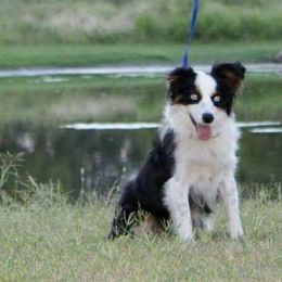 Miniature Australian Shepherds and Toy Australian Shepherds from Bent Oak Toy and Miniature Australian Shepards