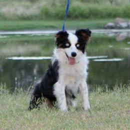 Miniature Australian Shepherds and Toy Australian Shepherds from Bent Oak Toy and Miniature Australian Shepards