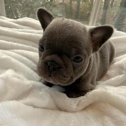 Anna - Blue female French Bulldog puppy in Salisbury, Maryland from 77 Frenchies Maryland