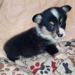 Hershey - Black and tan female American Corgi puppy in Dunbar, Nebraska from Vintage Corgis