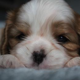 Ribbon - Blenheim female Cavalier King Charles Spaniel puppy in Wesley Chapel, Florida from Ohana Cavaliers