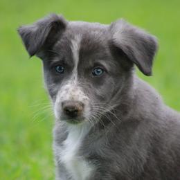 Girl 1 - Slate female Border Collie puppy in Tylertown, Mississippi from Cool Meadow Farms