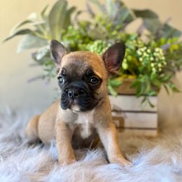 French Bulldog Puppies from Shining K Ranch