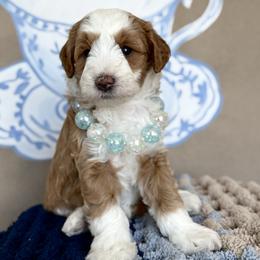 Dutchess - Yellow and white female Bernedoodle puppy in Bountiful, Utah from EasyBreezyDoodles