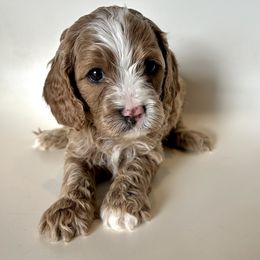 BB-8 - Apricot male Cavapoo puppy in Vineyard, Utah from Pitter Patter Puppies