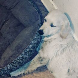 Fergie - Golden Retriever