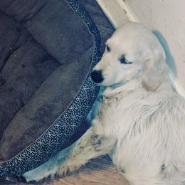 Fergie - Golden Retriever