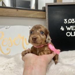 Bo Peep - Dapple female Dachshund puppy in Goodyear, Arizona from AZ Low Life Doxies