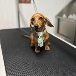 Dachshund Puppies from Army of Dachshunds