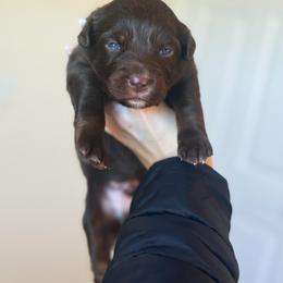 Grinch - Red tri-color male Australian Shepherd puppy in Tyner, Kentucky from Lil’ Town Aussies