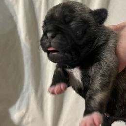 Ava - Brindle female Pug puppy in South Carolina from Pugs From the Corner