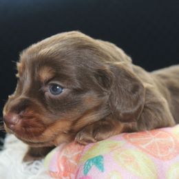 Jamie Lee - Chocolate and tan Dachshund puppy in Windsor, Colorado from Murry’s minis