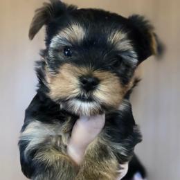 Female 1 - Black and tan female Yorkshire Terrier puppy in Altura, Minnesota from Kathy's little yorkies