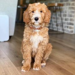 Goldendoodles from Glamour Doodles of LA 2