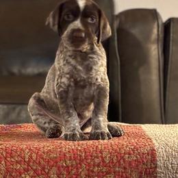 3 - Liver and white female German Shorthaired Pointer puppy in Bend, Oregon from Endersgame GSPs