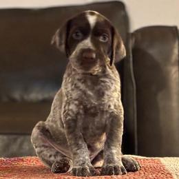 3 - Liver and white female German Shorthaired Pointer puppy in Bend, Oregon from Endersgame GSPs